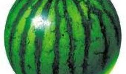 吃瓜比例多少合适,吃瓜界的黄金比例