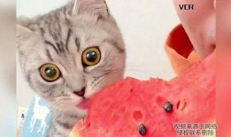 小猫吃瓜围观视频,萌态十足引网友热议