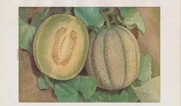 亚洲蜜瓜怎么吃,解锁美味新体验