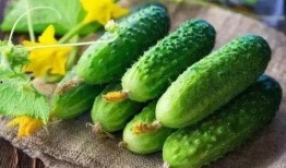 夏季营养吃瓜,夏日消暑营养佳——吃瓜攻略大揭秘