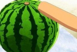 准备吃全瓜,尽享美味与营养的完美融合