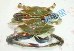 带你吃瓜说螃蟹