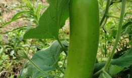 吃瓜开放炸裂,一场颠覆传统的美食盛宴