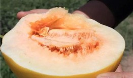 网格蜜瓜怎么吃,解锁夏日清新美味