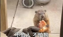 有土拨鼠吃大瓜,大瓜成美食盛宴